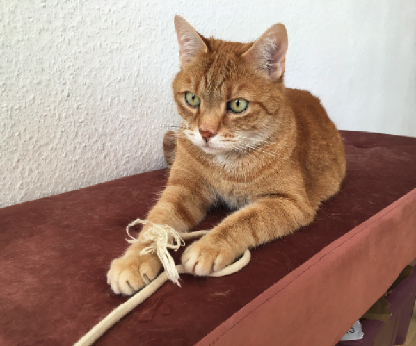 Katze11