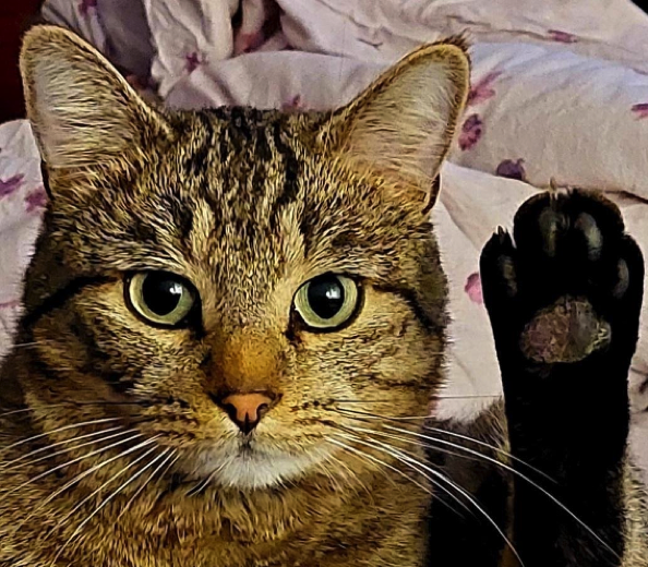 Katze13