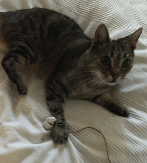 Katze14