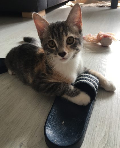 Katze15