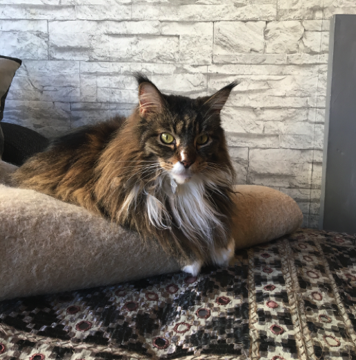 Katze16