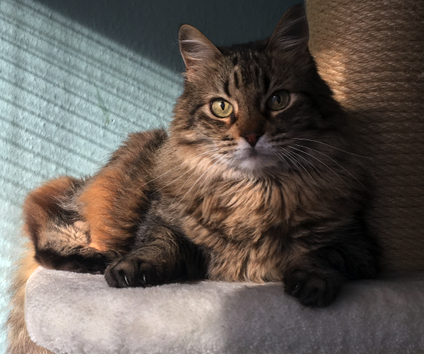 Katze17
