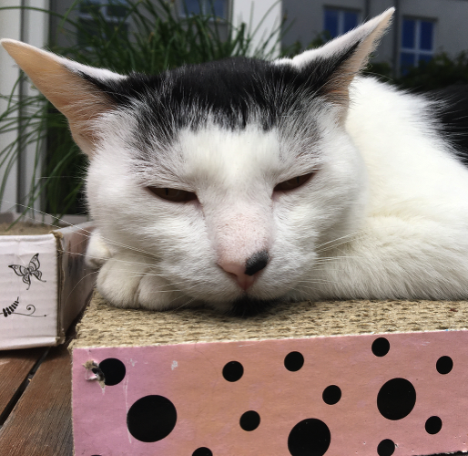 Katze18
