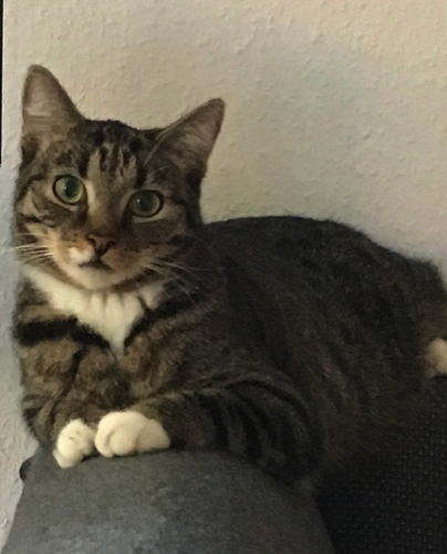 Katze19