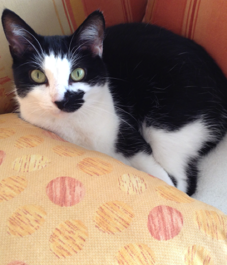 Katze1