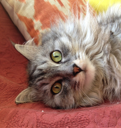 Katze20
