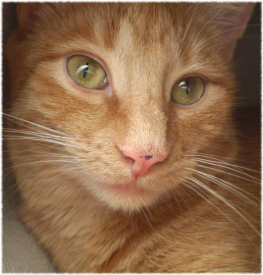 Katze21