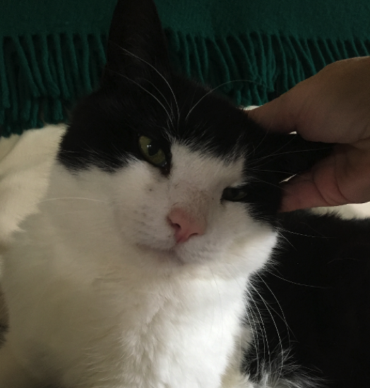 Katze23