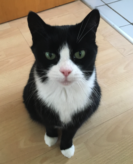 Katze24