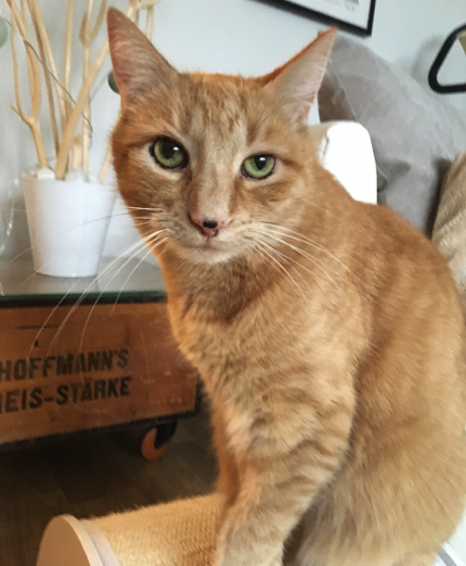 Katze2