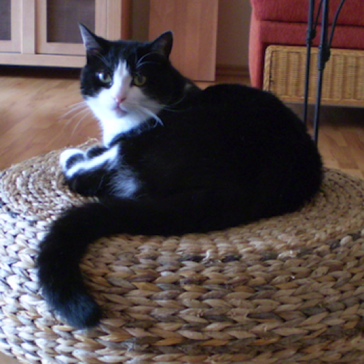 Katze3