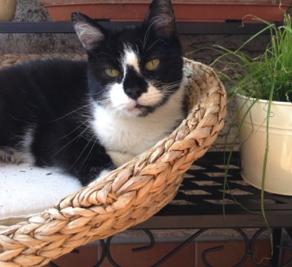 Katze4
