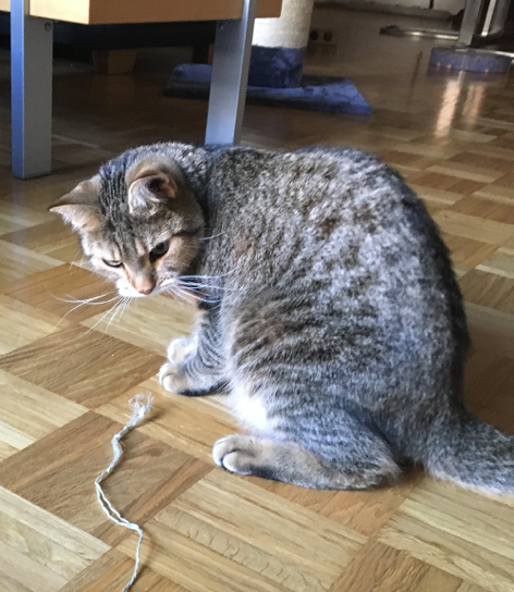 Katze6