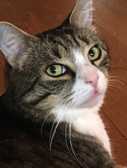 Katze7