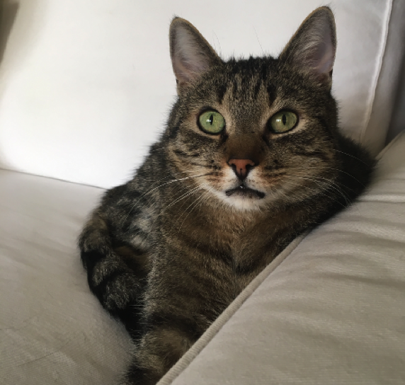 Katze8