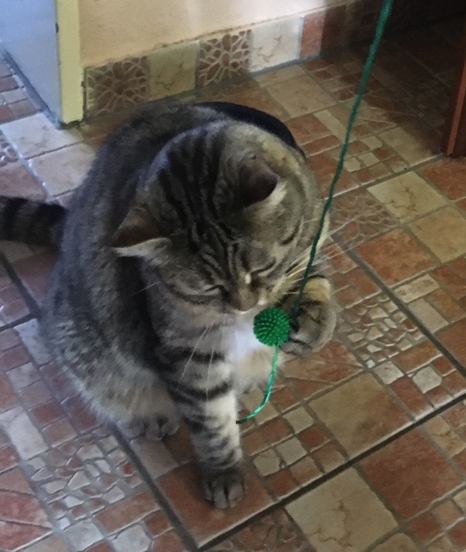 Katze9