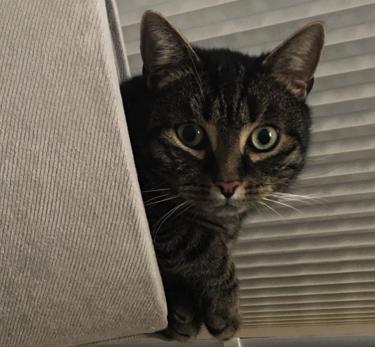 Katze9